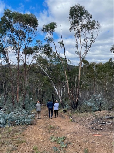 Bushfire Recovery