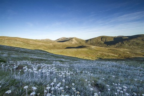 Alpine daisies flowering on the mountain range