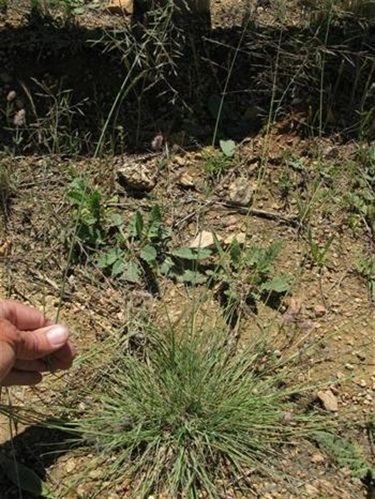 African Lovegras (Eragrostis Curvula)