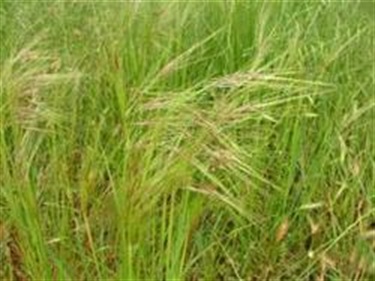 Chilean Needle Grass (Nassella trichotoma)