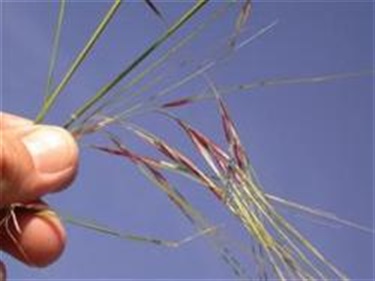 Chilean Needle Grass (Nassella trichotoma)