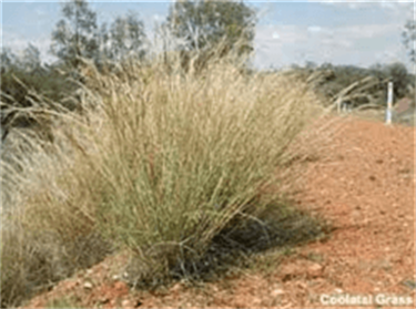 Coolatai Grass (Hyparrhenia hirta)