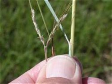 Coolatai Grass (Hyparrhenia hirta)