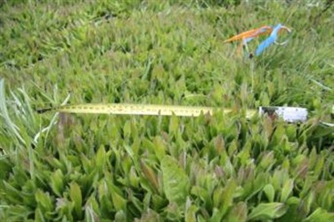 Dense layer of Hawkweed stands