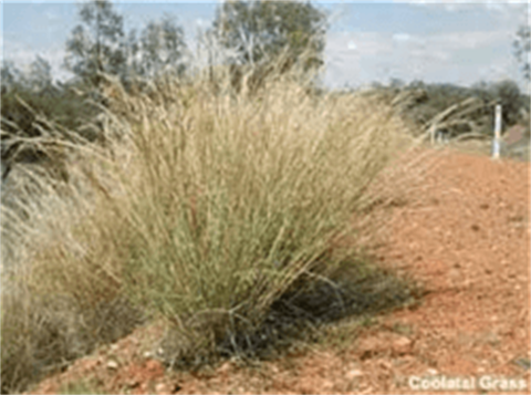 Coolatai-Grass-Hyparrhenia-hirta-2.png