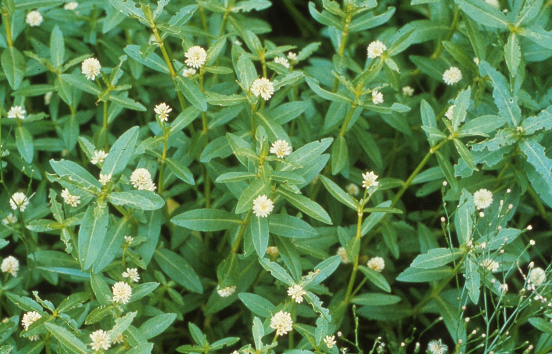 CSIRO_ScienceImage_783_Alligator_weed.jpg