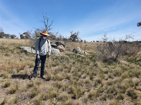 Weed spraying 3.jpg