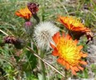 Orange Hawkweed Flower and Fruit