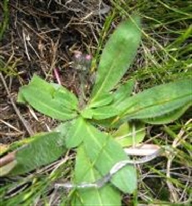 Orange Hawkweed has hairs on both sides of the leaves