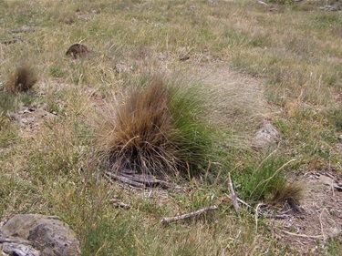 Serrated Tussock