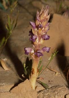 Australian Broomrape - South Australian Department for Environment and Water.jpg