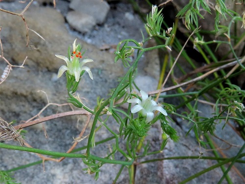 Image by Gigi Laidler, CC BY-NC.jpeg Bridal Veil Creeper -in flower - Image by Gigi Laidler, CC BY-NC.jpeg