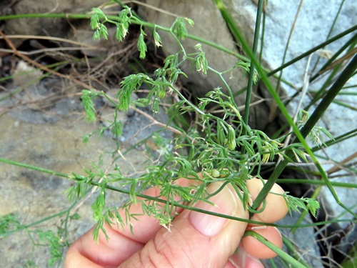 Bridal Veil Creeper -stem close-up - Image by Gigi Laidler, CC BY-NC.jpeg