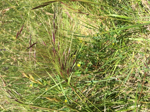 Chilean Needle Grass seed Head.jpg