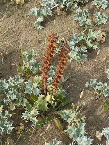 Clover Broomrape - Public Domain.jpg