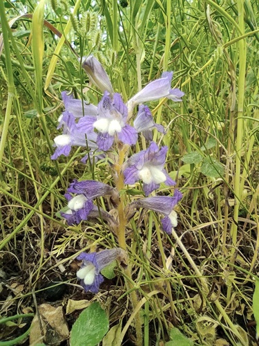 Egyptian Broomrape - Public Domain.jpeg