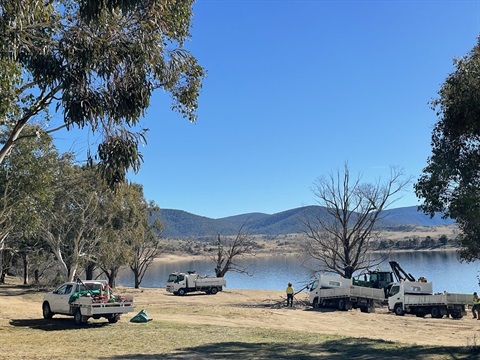 Workers from Snowy Monaro Regional Council cutting down and removing dead trees from the Claypits area of the Lake Jindabyne Foreshore, with trucks and utes in the foreground.