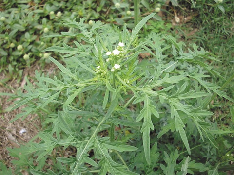 Parthenium Weed.jpg