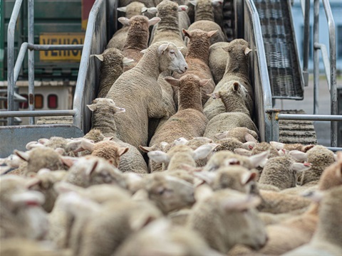 Sheep loading - sale yard