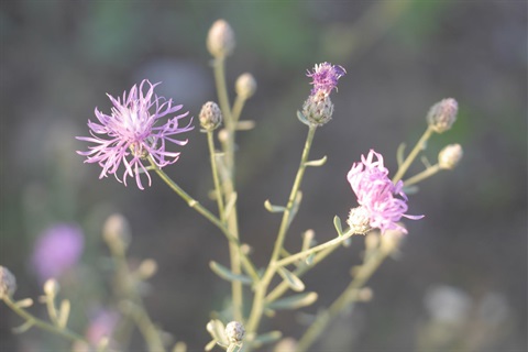 Spotted Knapweed - Public Domain.jpeg