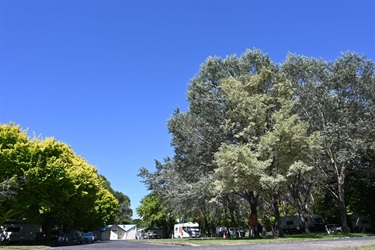 Bombala Trees