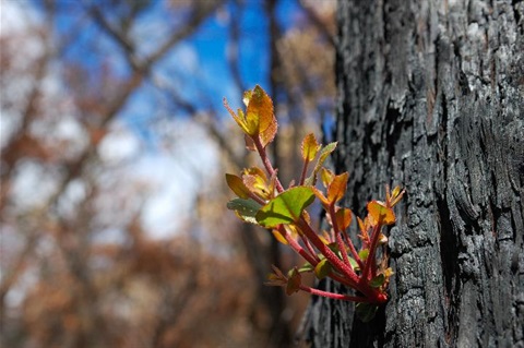 New branches starting to sprout on a bushfire damaged tree