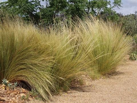 Mexican Feather Grass - DPI image.jpeg