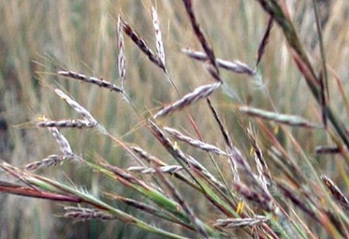 Coolatai-grass.jpeg