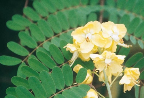 Mysore-thorn.jpeg