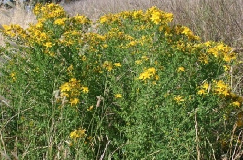 St.-Johns-wort.jpeg