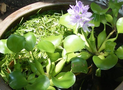 Water-hyacinth.jpeg