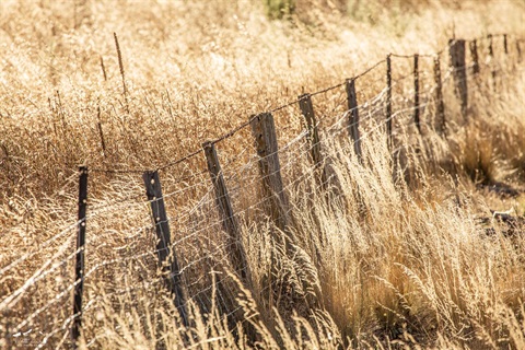 Long Grass and Fences.jpg