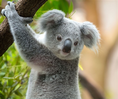 Koala ST Hero Image.jpg