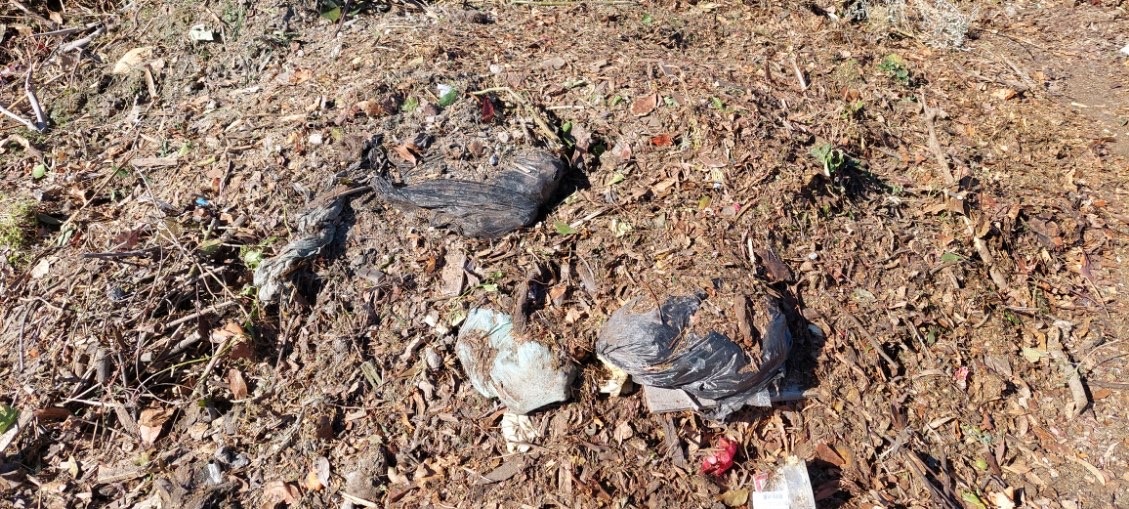 Contaminated FOGO collection at Cooma Landfill