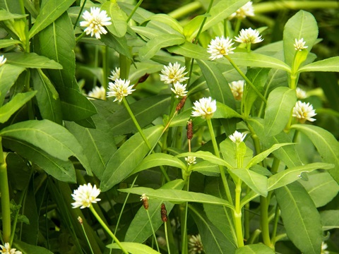 Alligator weed Alternanthera philoxeroides - public domain - no pixel dimensions found.jpg