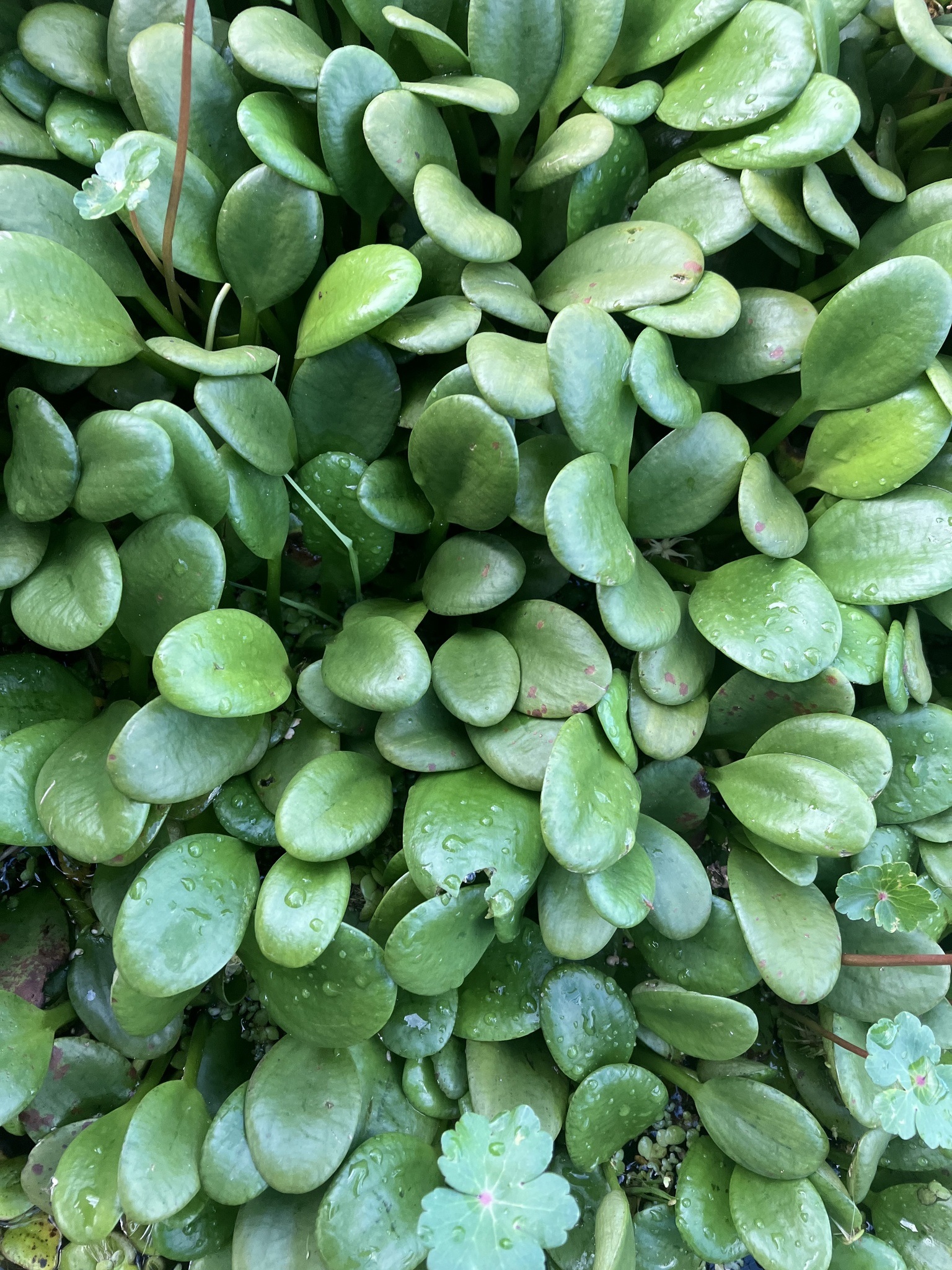 Amazon Frogbit-2 - public domain.jpg