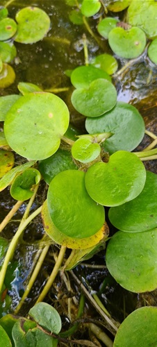 Amazon Frogbit- 4 - public domain.jpeg