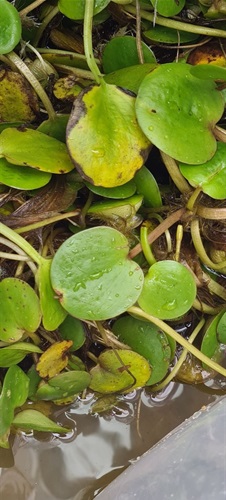 Amazon Frogbit- 6 - public domain.jpeg
