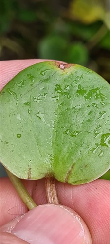 Amazon Frogbit- 7 - public domain.jpeg