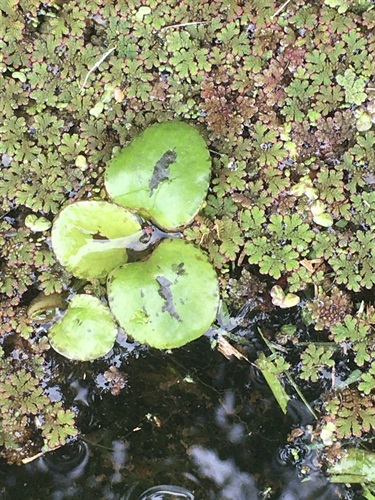 Amazon Frogbit- 9 - public domain.jpg