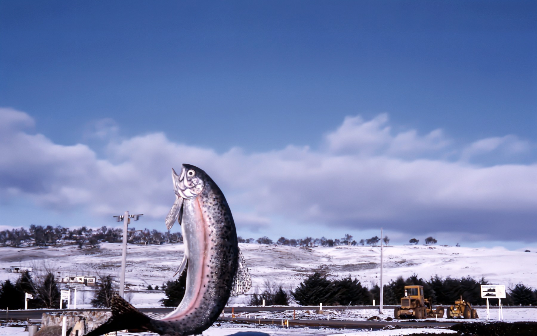 A picture of Adaminaby's Big Trout shortly after its completion in the 1970s