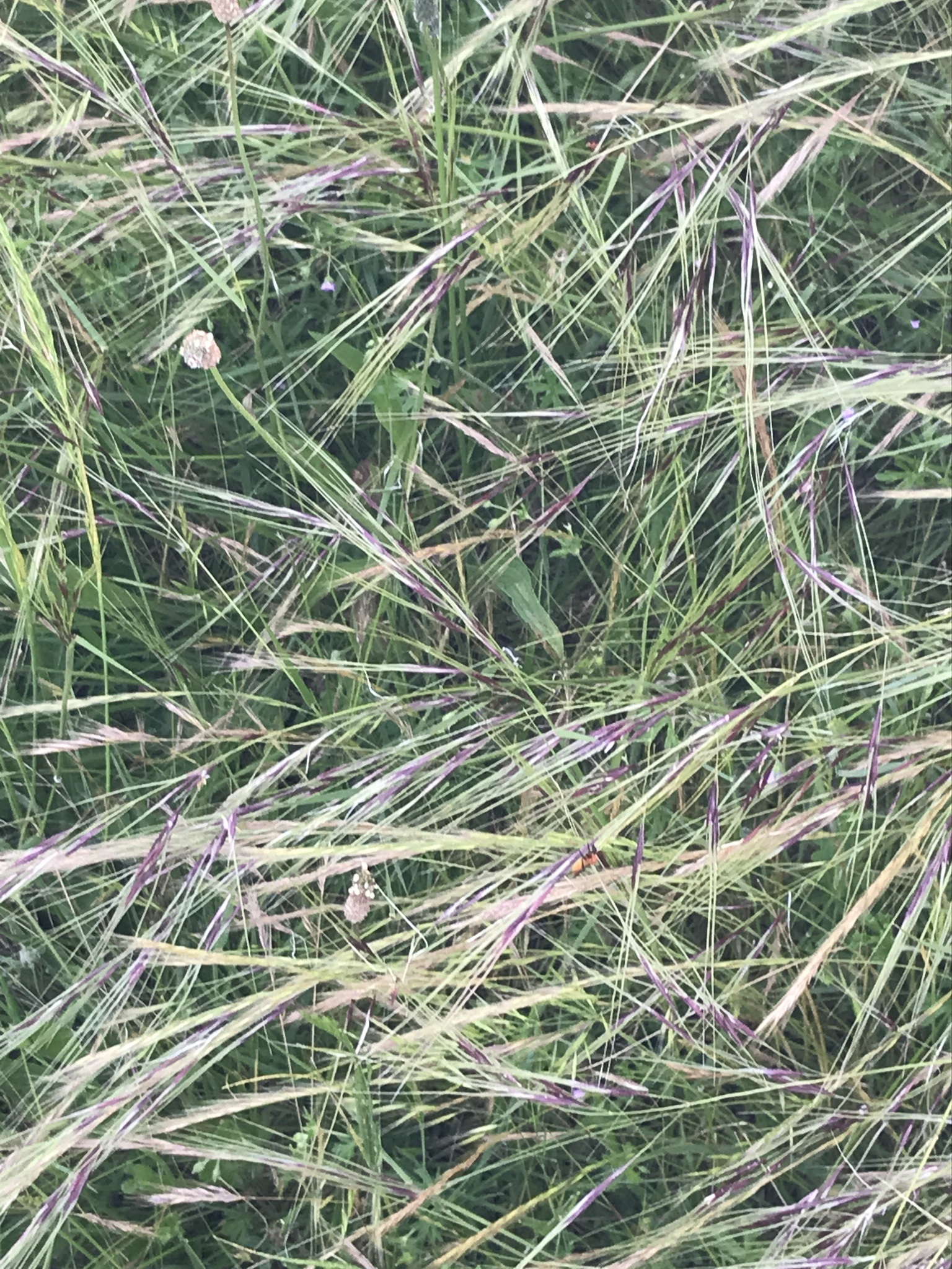 Close-up image of distinctive purple Chilean needle grass