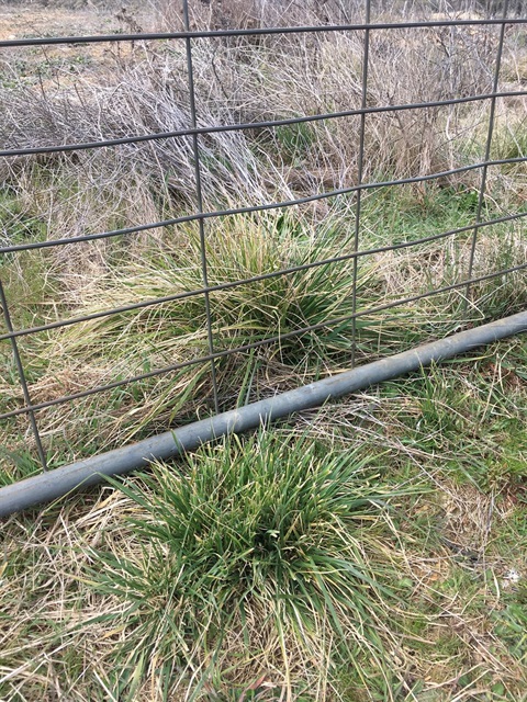 Chilean needle grass in the Snowy Monaro.jpg