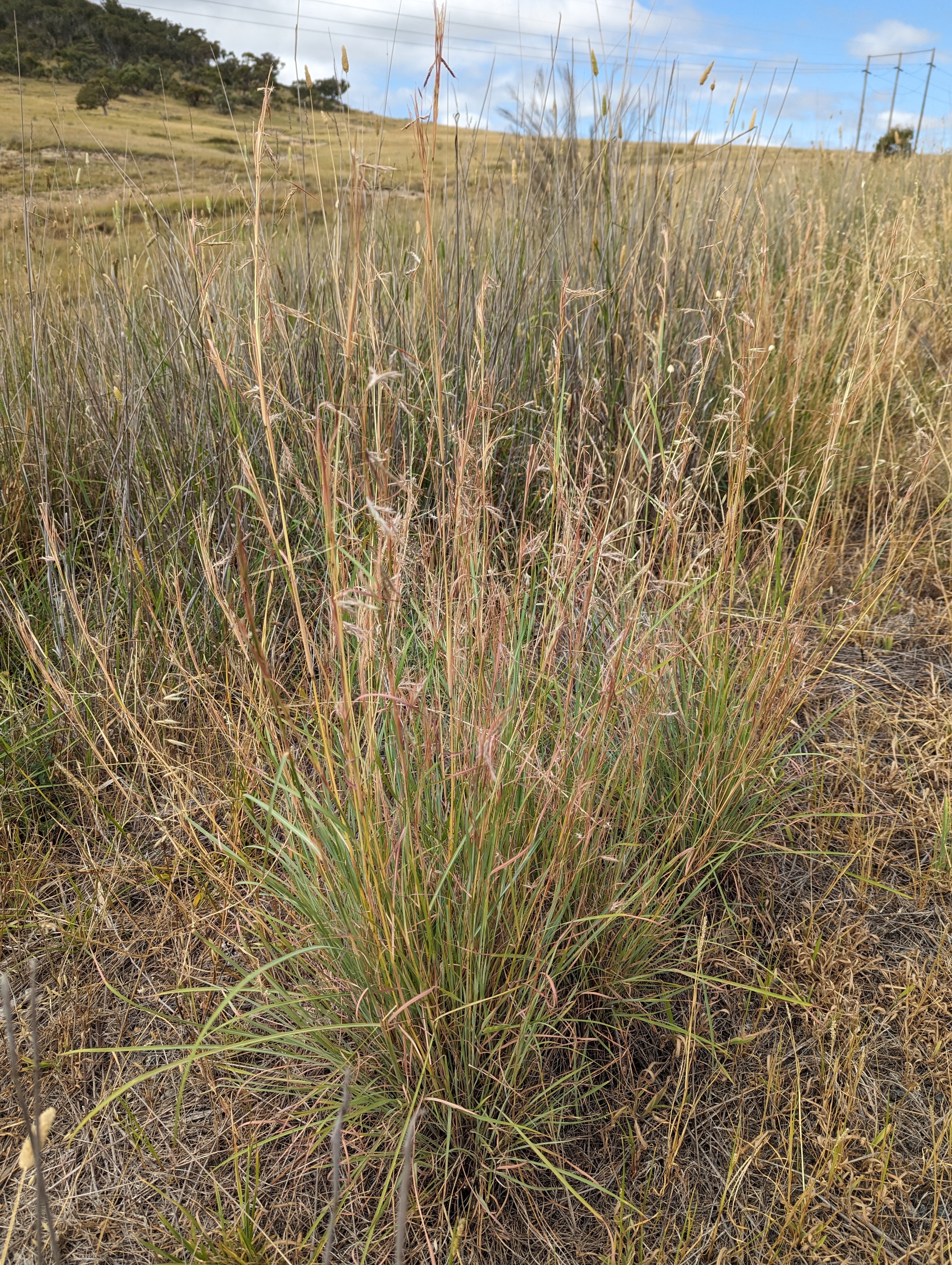 Coolatai grass Hyparrhenia hirta - image courtesy of Emily Griffin Snowy Monaro Regional Council.jpg