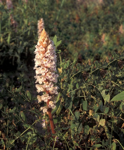 Crenate Broomrape - CC BY-NC - Aleksandr Levon.jpg