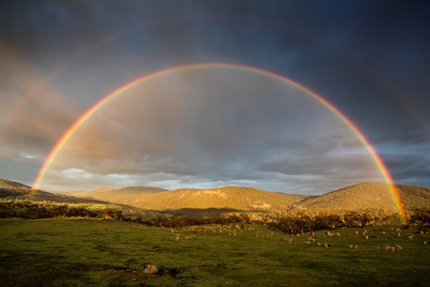Double Rainbow Paddock.jpg