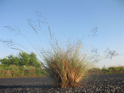 Eragrostis curvula whole plant - Harry Rose CC BY 2.0.jpg