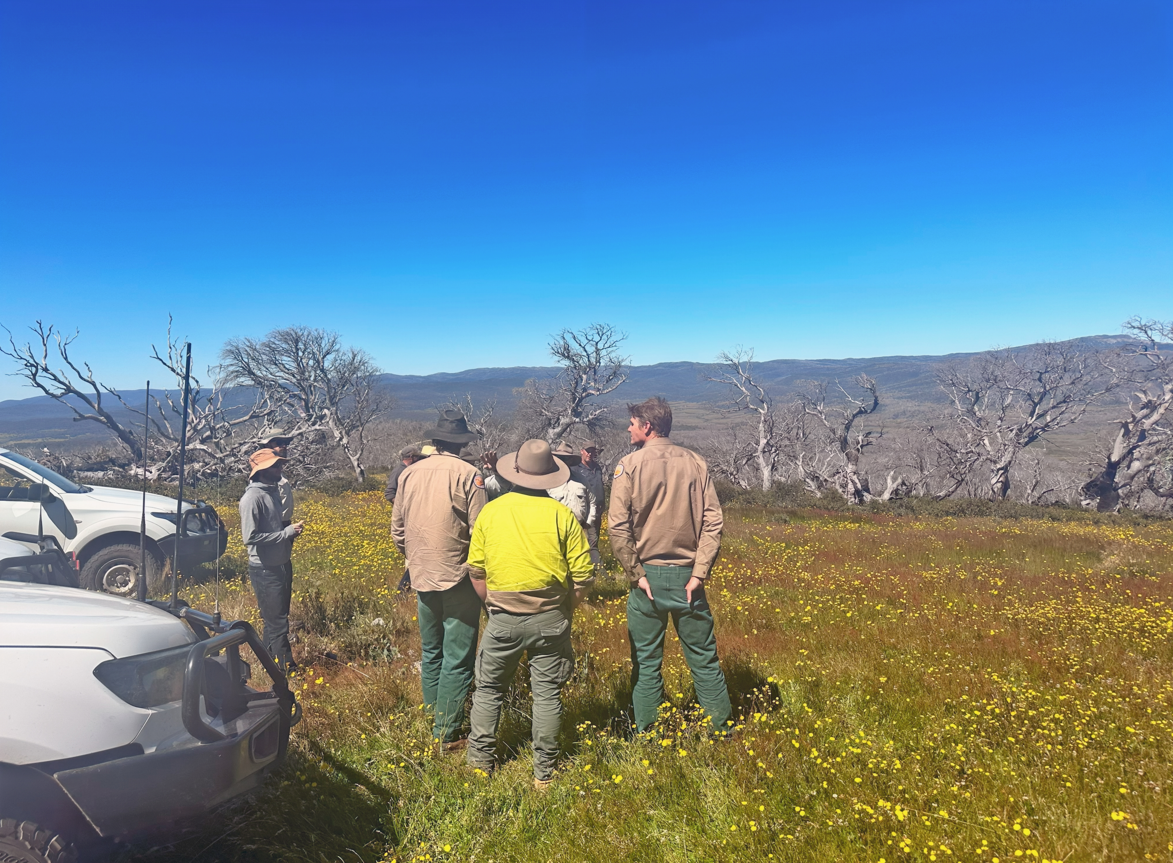 Attendees from ACT and NSW Parks services at Council's education session stand in a flowering alpine field, backs to the camera, with mountains and burned trees in the distance.