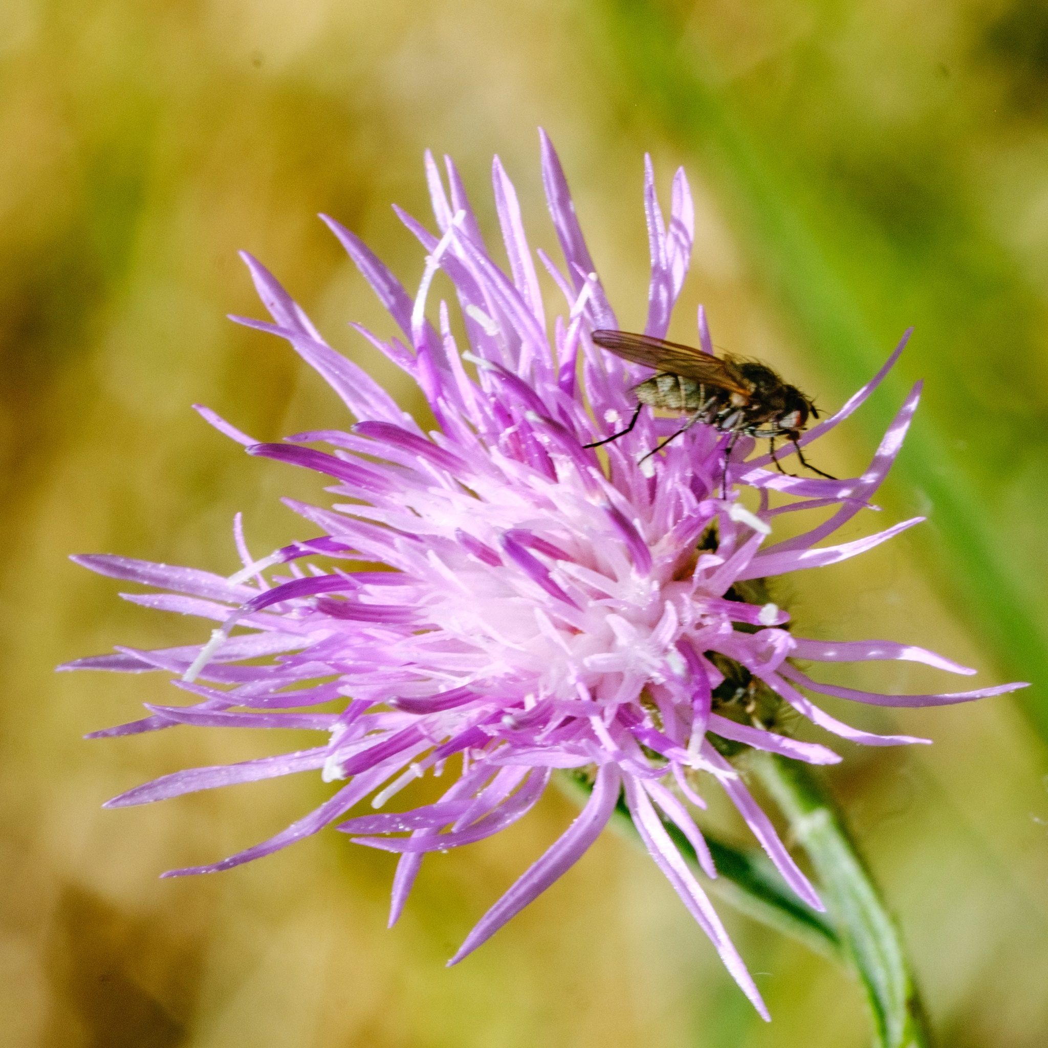 Flower - Close-up - Public Domain.jpg