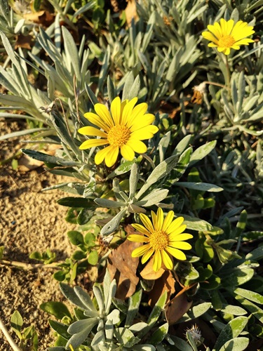 The small, bright-yellow gazania × splendens flowering outside of Melbourne, Victoria